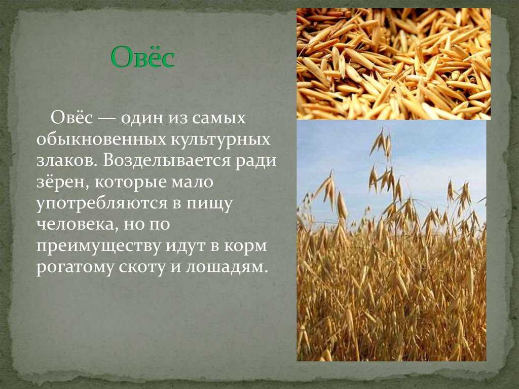 Овёс — verum