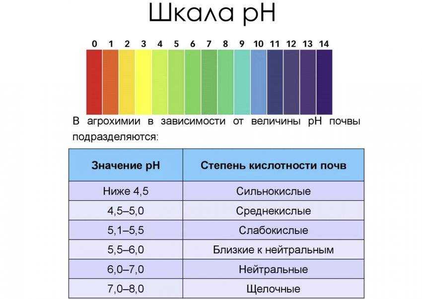 Как определить кислотность почвы самостоятельно