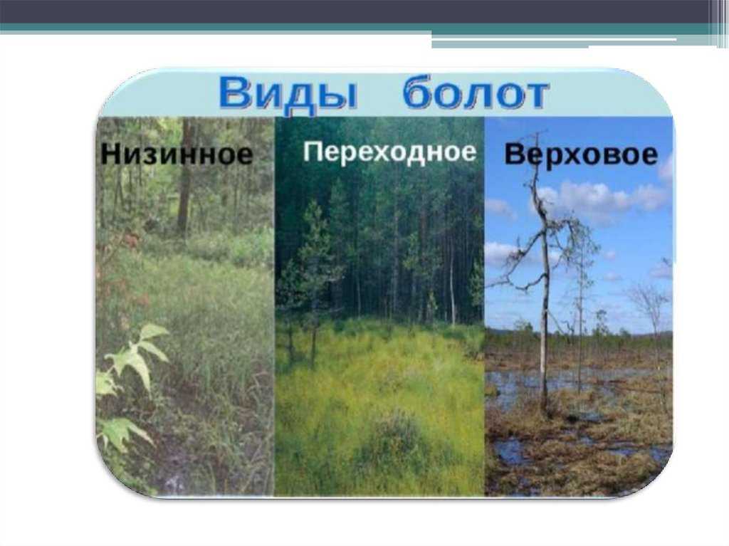 Растения болот. какими они бывают