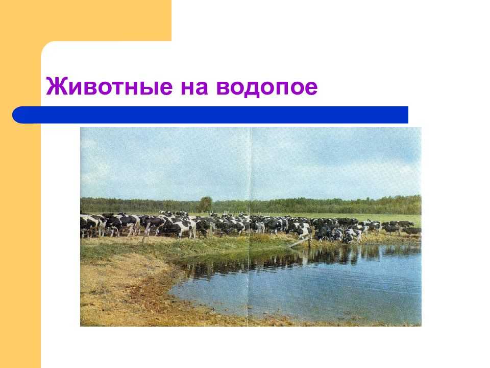 Курсовая работа (теория) на тему "создание и использование культурных орошаемых пастбищ" скачать бесплатно