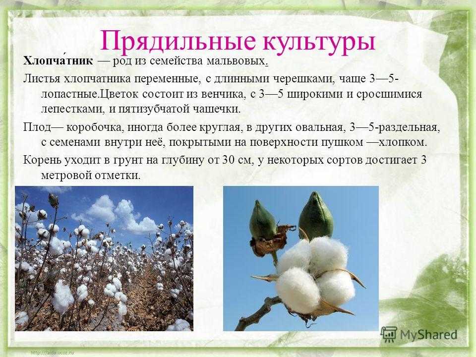 Выращивание хлопка (хлопчатника). севооборот. обработка почвы, орошение, полив. удобрение, подкормка, посев. сорта, виды, разновидности. сбор, уборка урожая