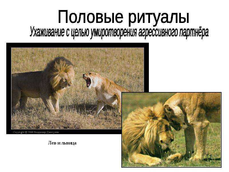 Нерепродуктивное половое поведение животных