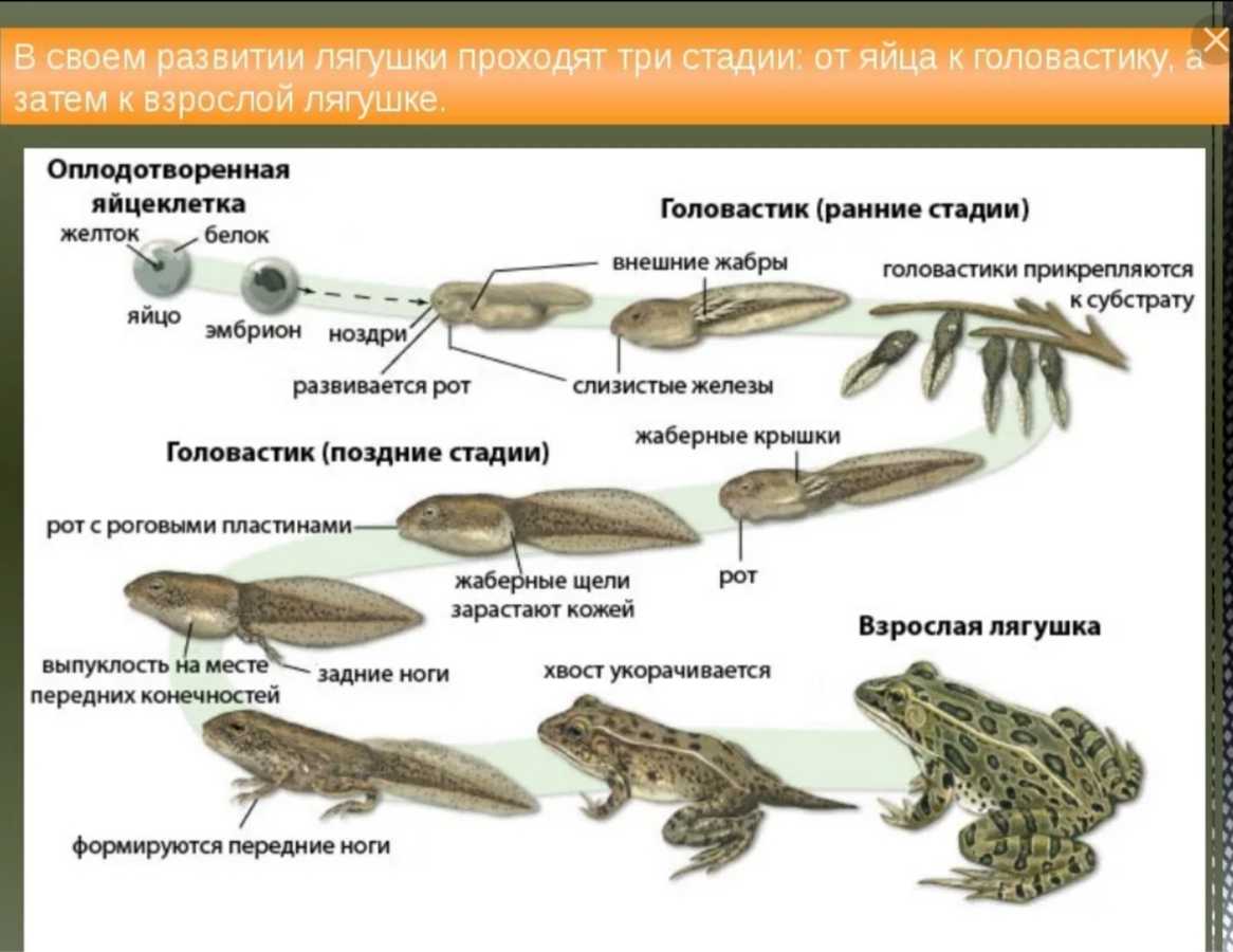Онтогенетическая адаптация