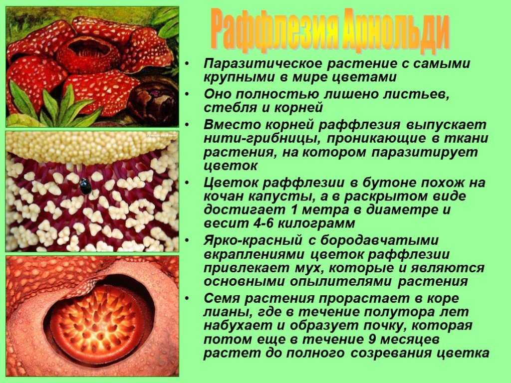 Презентация на тему растения паразиты и полупаразиты