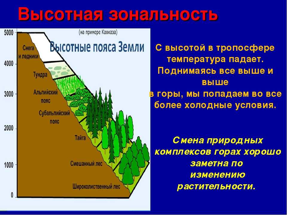 Географическое положение зоны лесов: особенности расположения и климатические условия