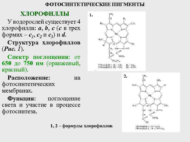 Фотосинтетические пигменты: характеристики и основные типы