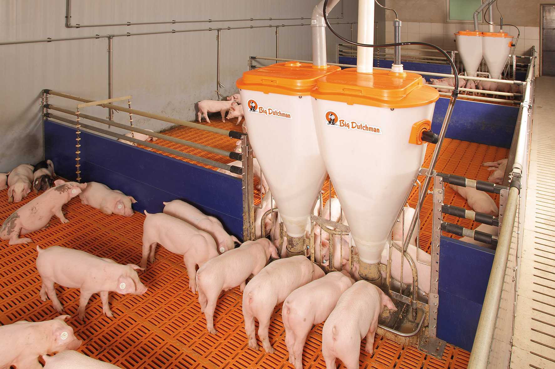 Рекомендации по кормлению свиней — свиноводство -> кормление свиней