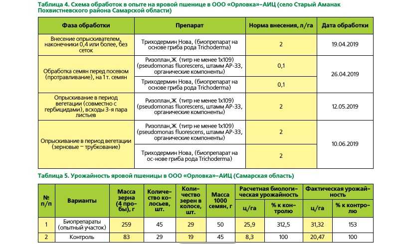 Посев озимой пшеницы в 2023 году: сроки, когда сажать