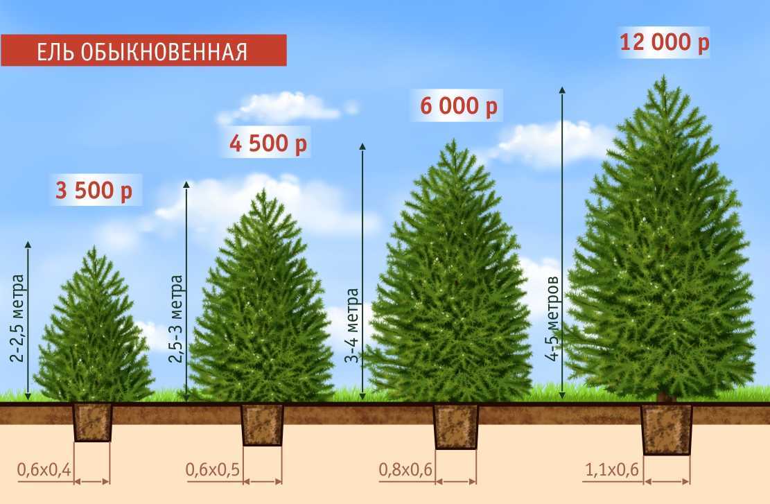 Чем подкормить кедр: летом, осенью и весной, удобрение для роста на даче после пересадки, подкормка саженцев