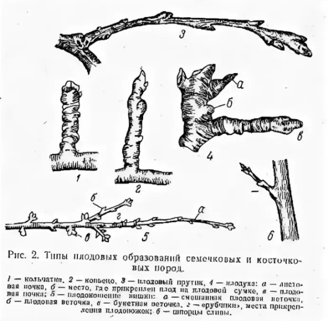 Строение плодовых и ягодных растений