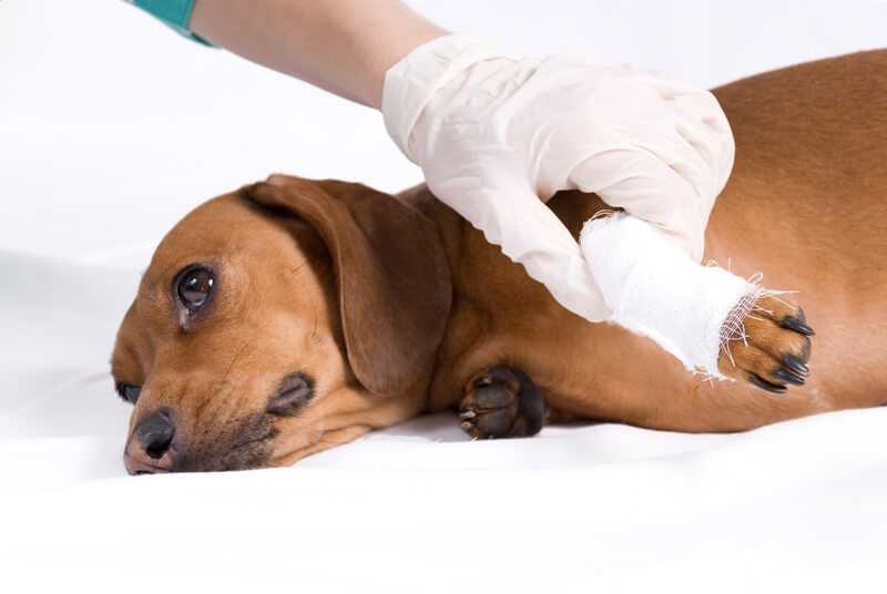 Чем обработать рану у собаки: рваную, мокнущую и др.