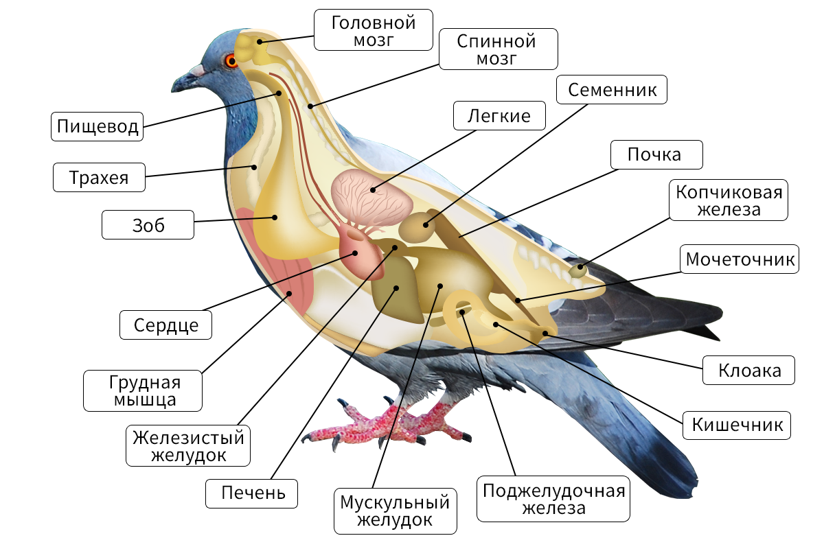 Пищеварительная система птиц – особенности строения, последовательность расположения органов и функции желез кратко (7 класс, биология)