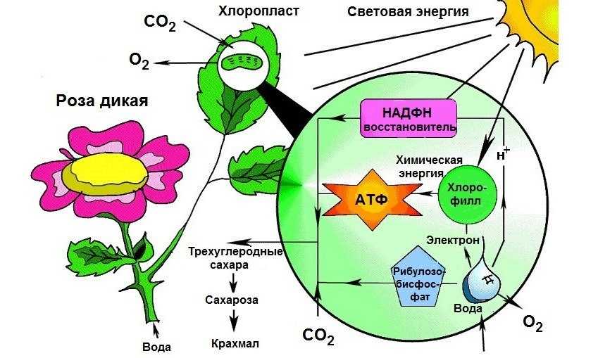 Освещение для растений — все что нужно знать простыми словами.