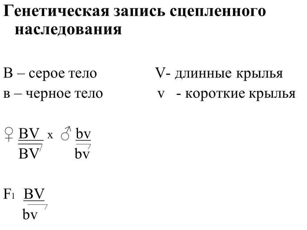 Сцепленное наследование. нарушение сцепления. перекрест хромосом - генетика - общая биология - теоретический материал для подготовки к егэ
