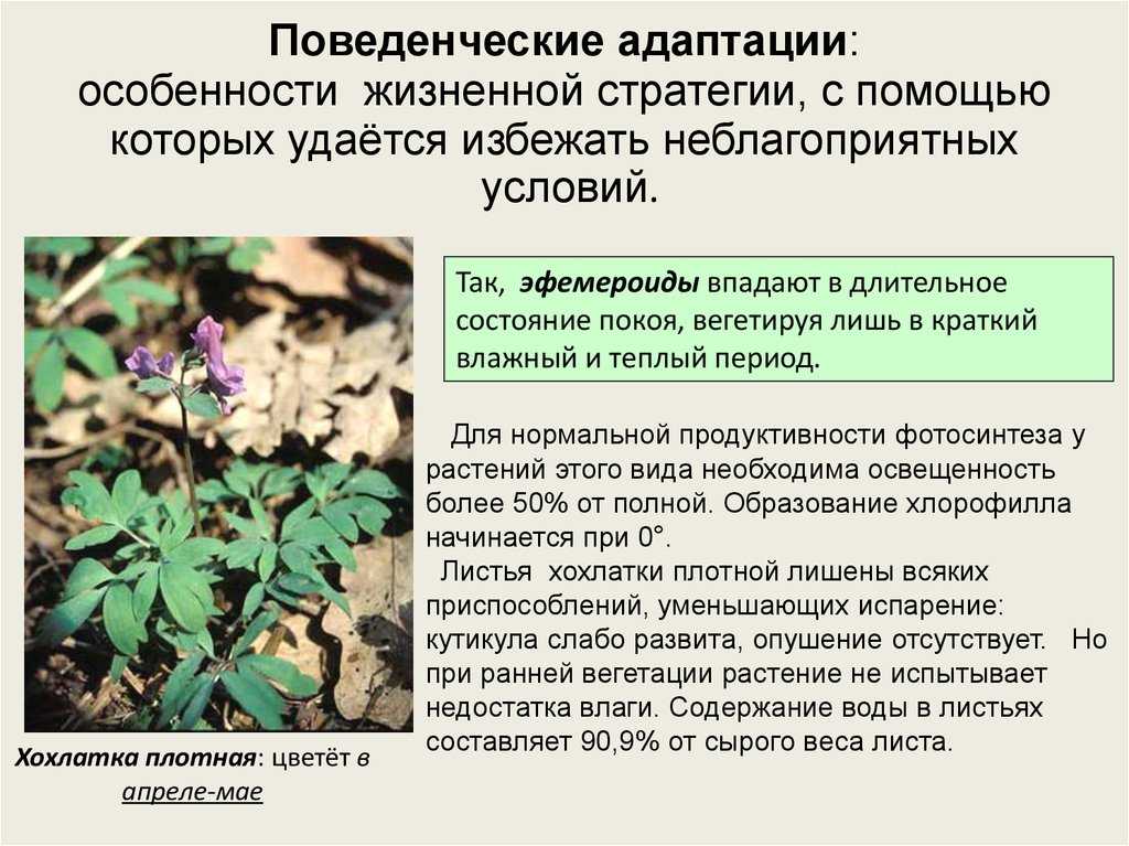 Побег: основные понятия и удивительные адаптации растений