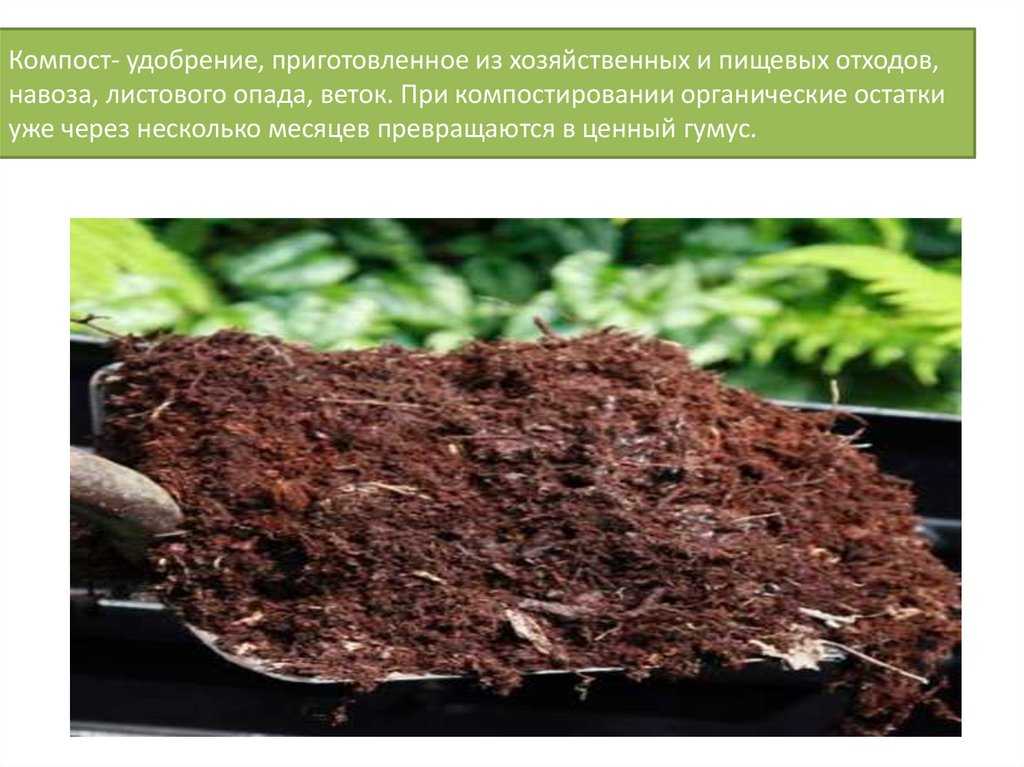 Подзолистые почвы - характеристика, свойства, природные зоны