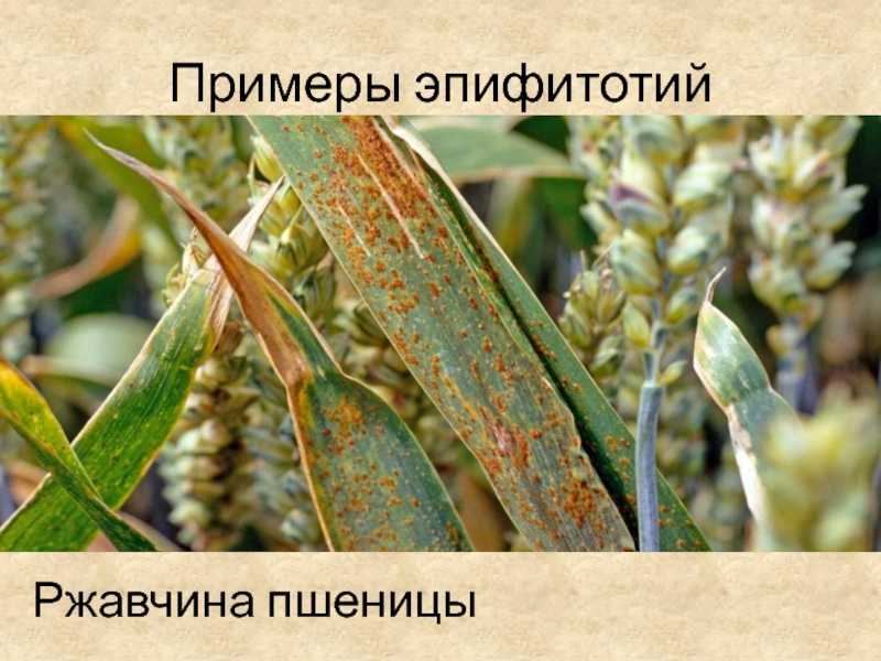 Способ предотвращения развития эпифитотий. российский патент 2004 года ru 2228034 c1. изобретение по мкп a01n63/00 .