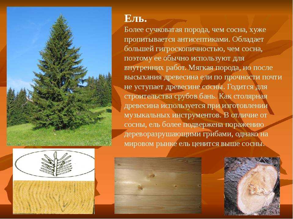 Иноземные породы дерева: что это такое и какие существуют