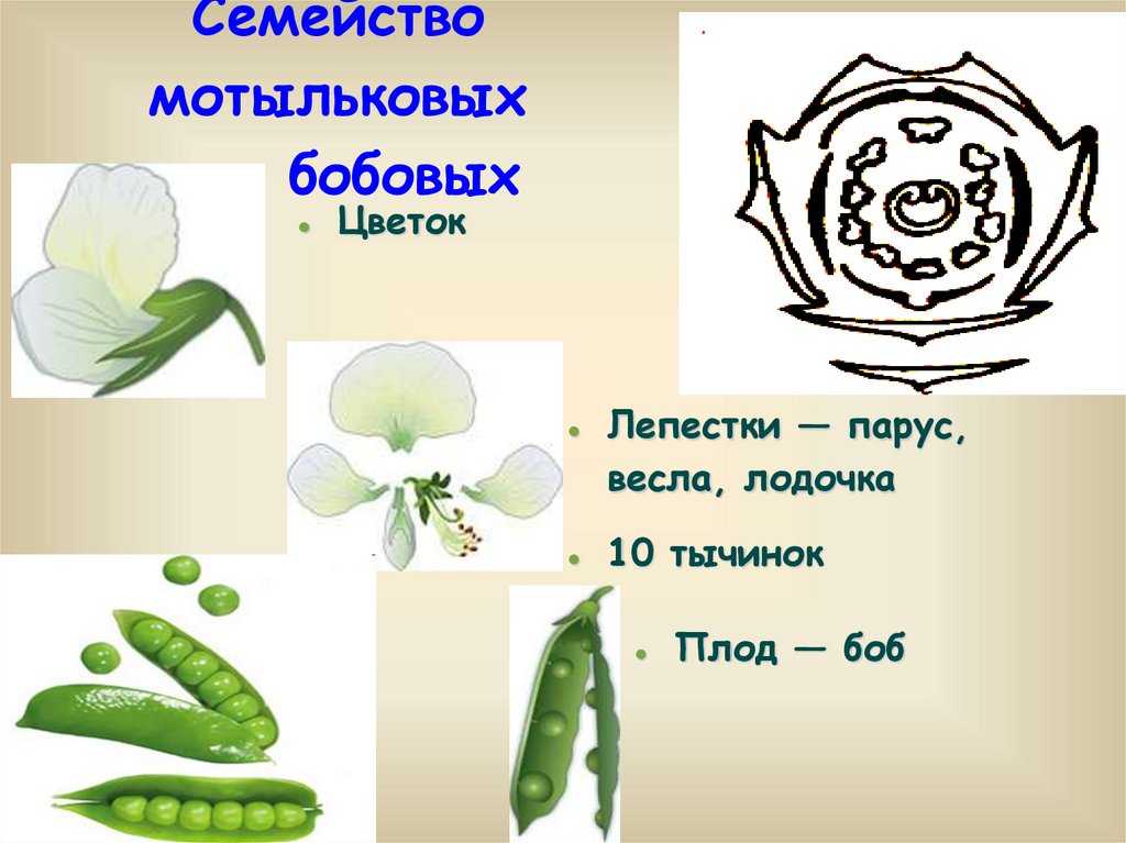 Основы агрономии