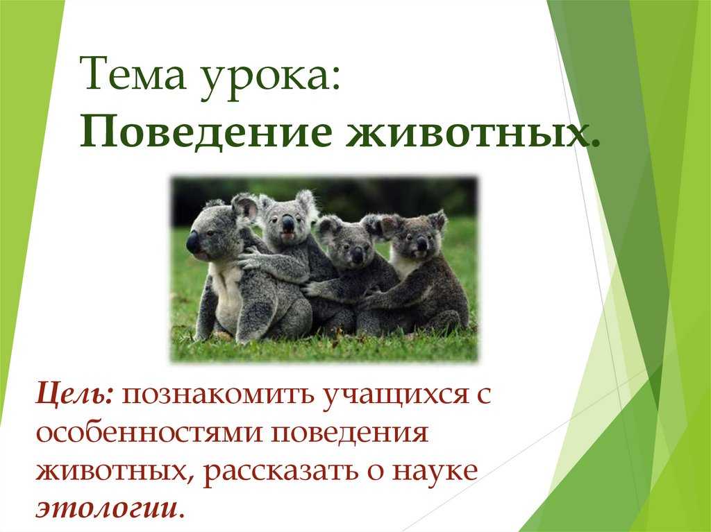 Нерепродуктивное половое поведение животных