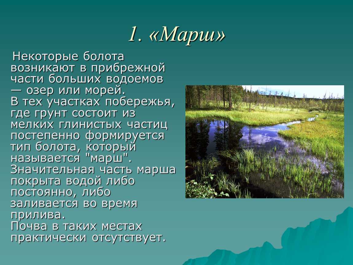 Что такое болото: определение, значение, виды, характеристика, их образование