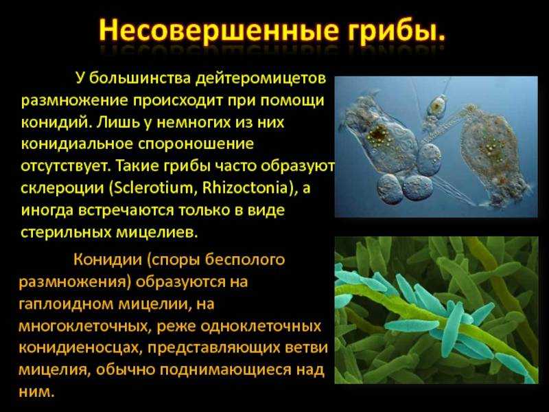Гифомицеты