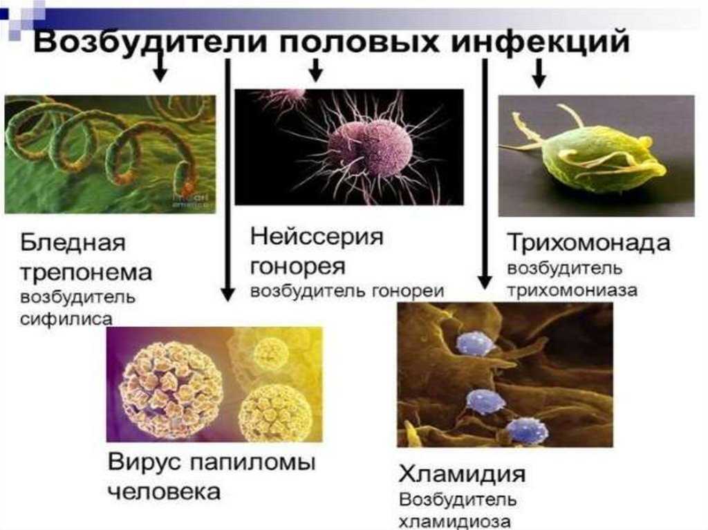 Патогенные микроорганизмы: пути передачи, виды, характеристика и примеры