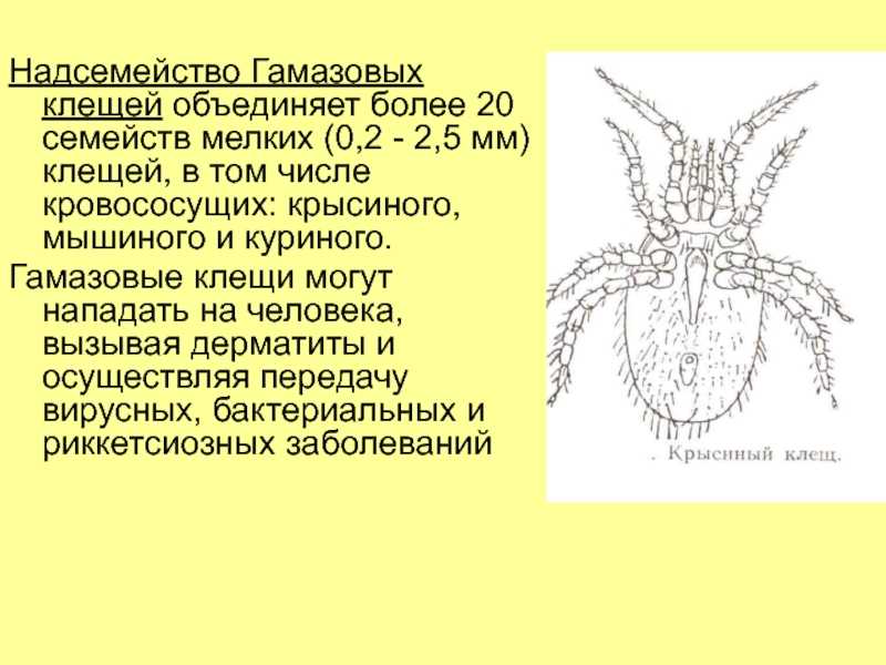 ❶ гамазовые клещи в квартире: как от них избавиться и какие средства выбрать?