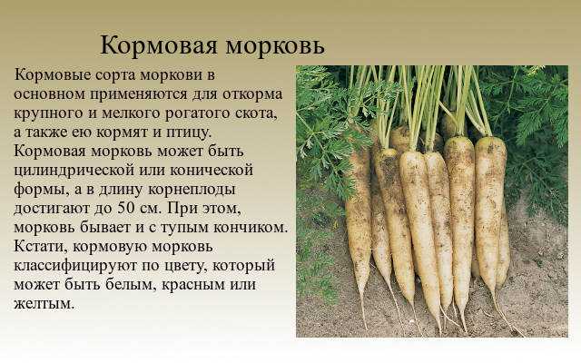 Морковь кормовая