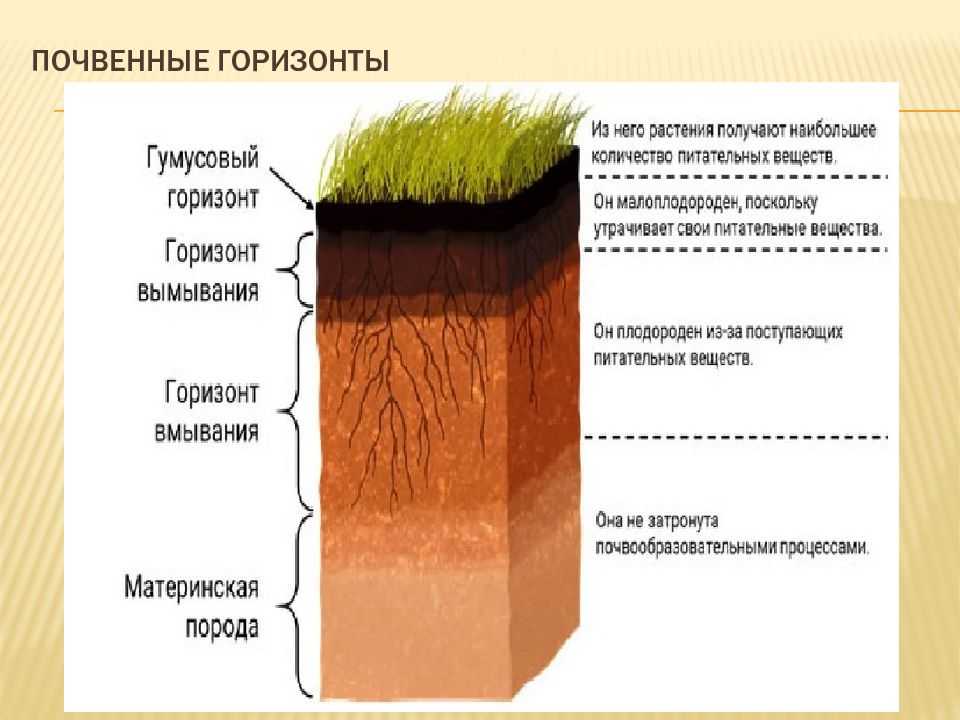 Экологические особенности актиномицетных комплексов городских почв  соловьёва евгения сергеевна