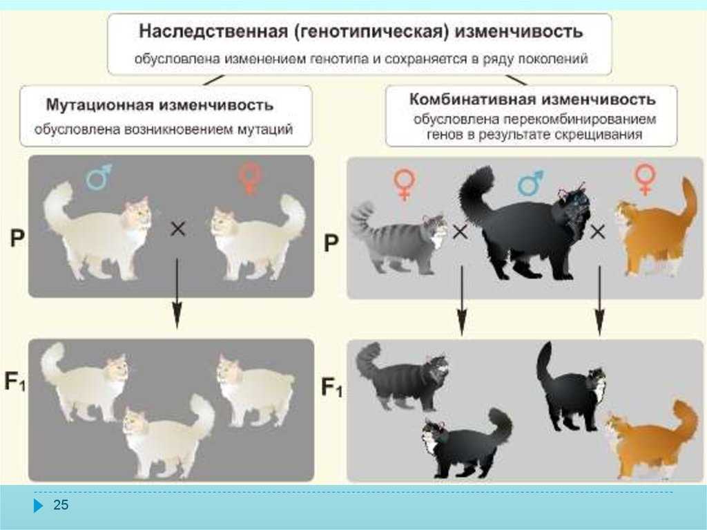Вопросы к вступительному экзамену по специальности 06.02.07 – разведение, селекция и генетика с.-х. животных | контент-платформа pandia.ru