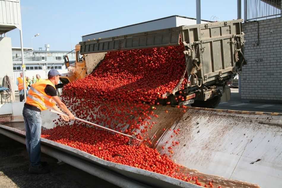 Технология производства плодово-ягодных соков