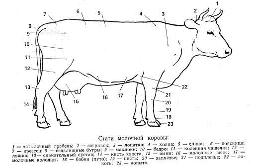 Как определить вес быка без весов: таблица