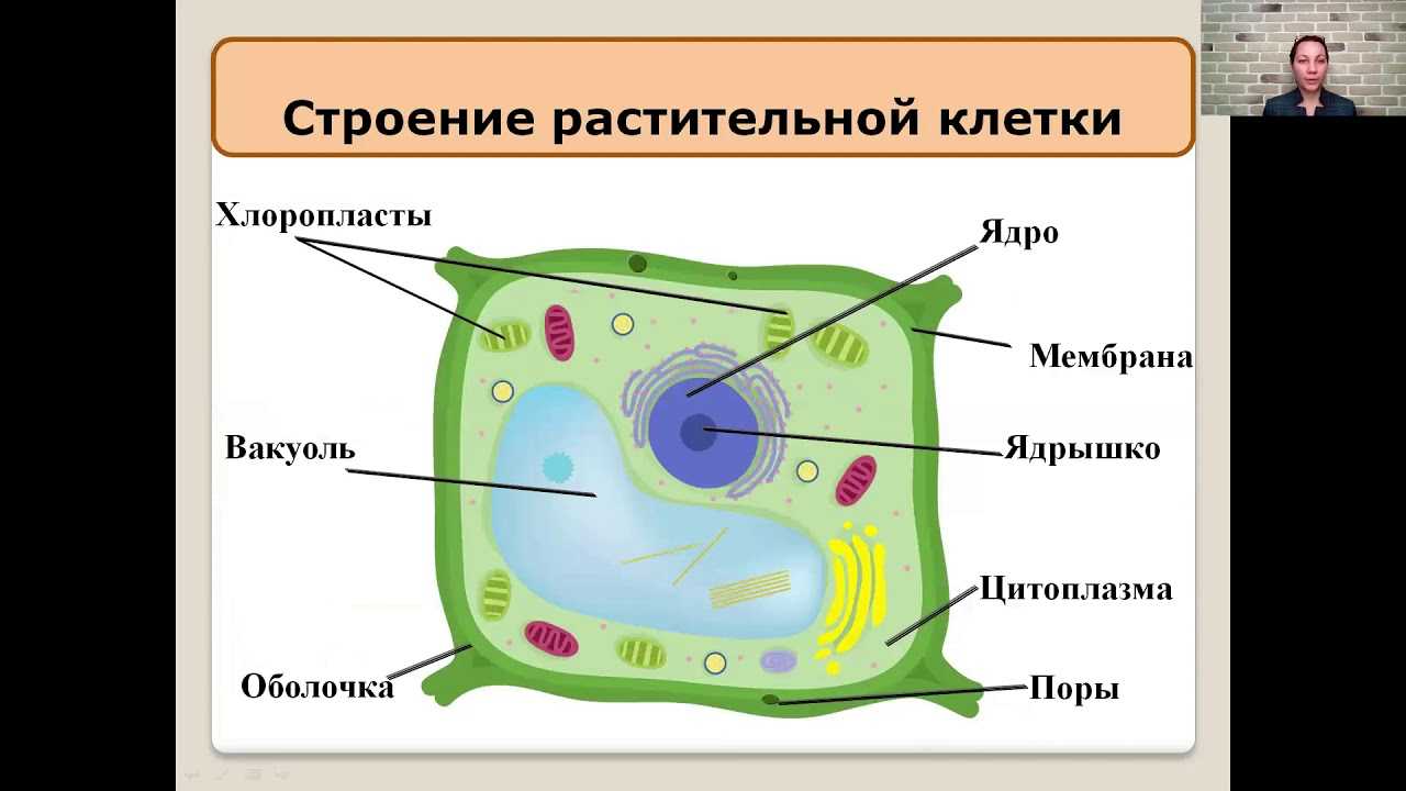 Части растительных клеток, функции, типы / биология | thpanorama - сделайте себя лучше уже сегодня!