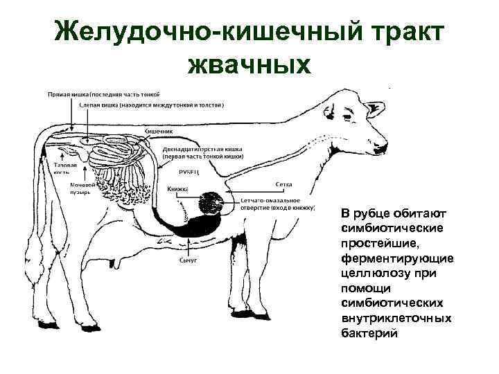 Эффективное использование протеина в рационах для коров