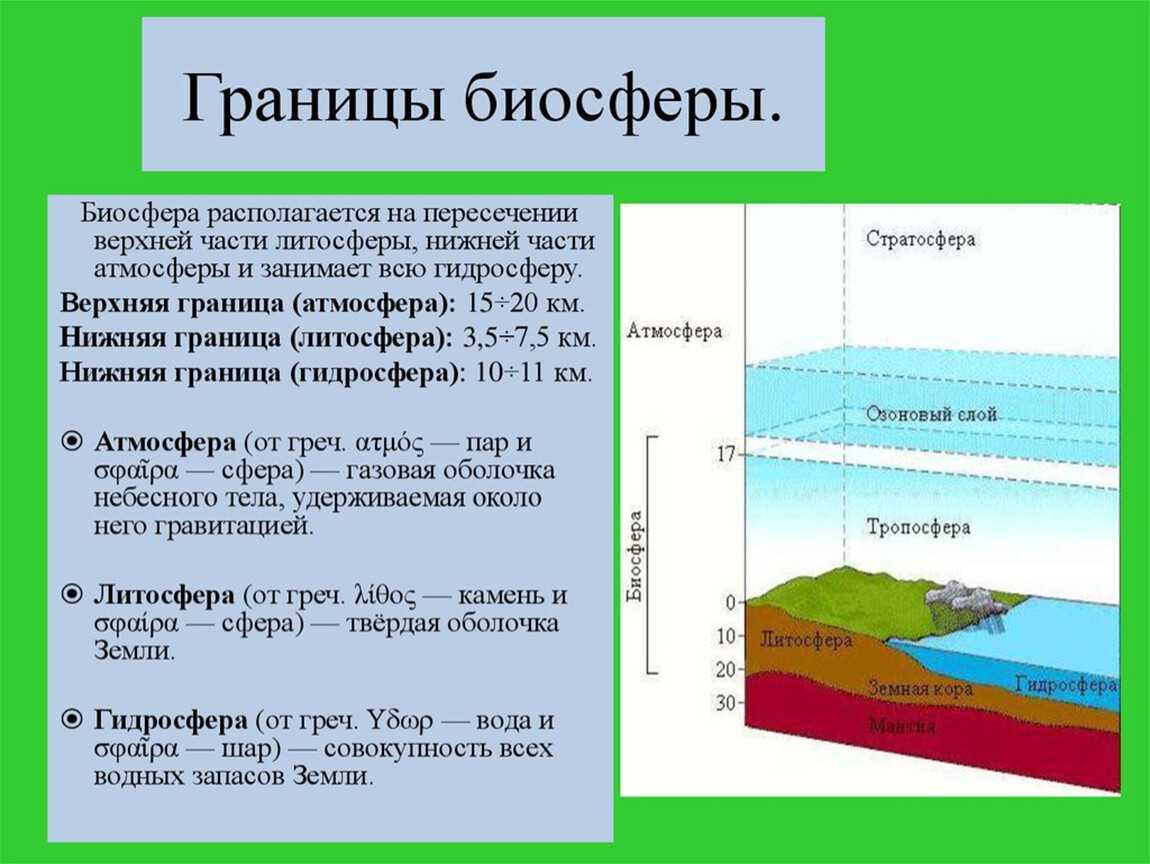 Чернова н. 				 |
						курс «учителю биологии об основах экологии» | газета «биология» № 24/2005