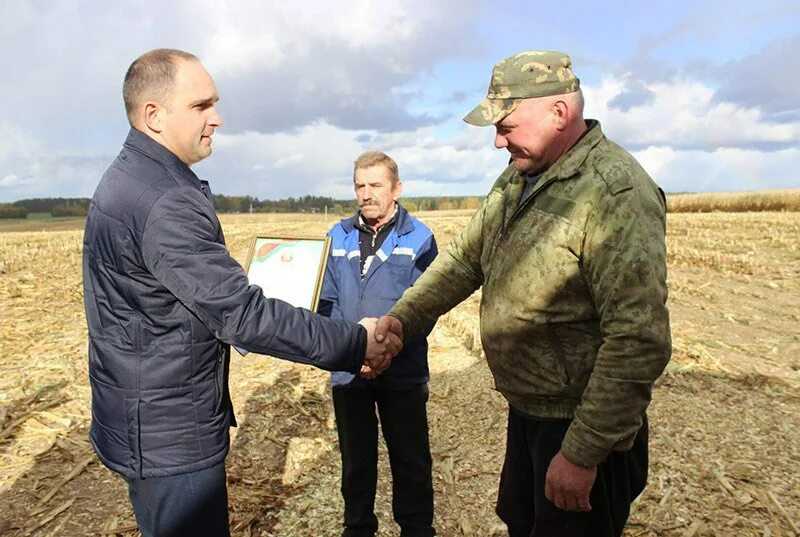 Кормовая кукуруза: особенности выращивания и использования в кормлении животных