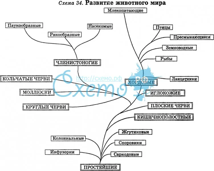Презентация на тему "происхождение животных и их дикие предки и сородичи" 7 класс