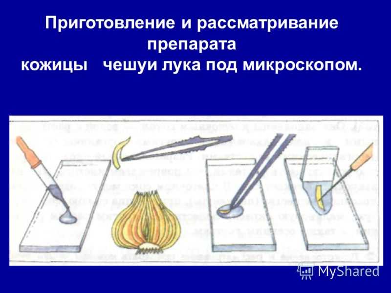 Чешуя луковицы это - lineyka