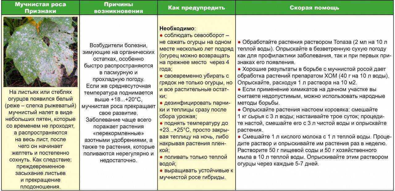 Болезни и вредители дуба