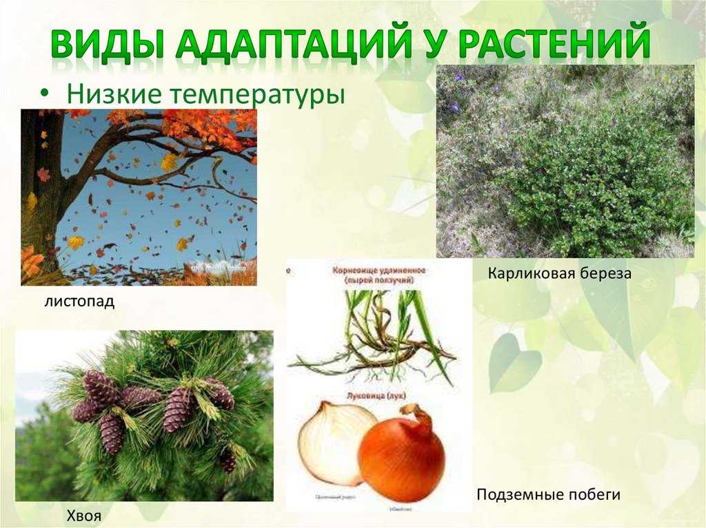 Побег и системы побегов. классификация и характеристика : farmf | литература для фармацевтов