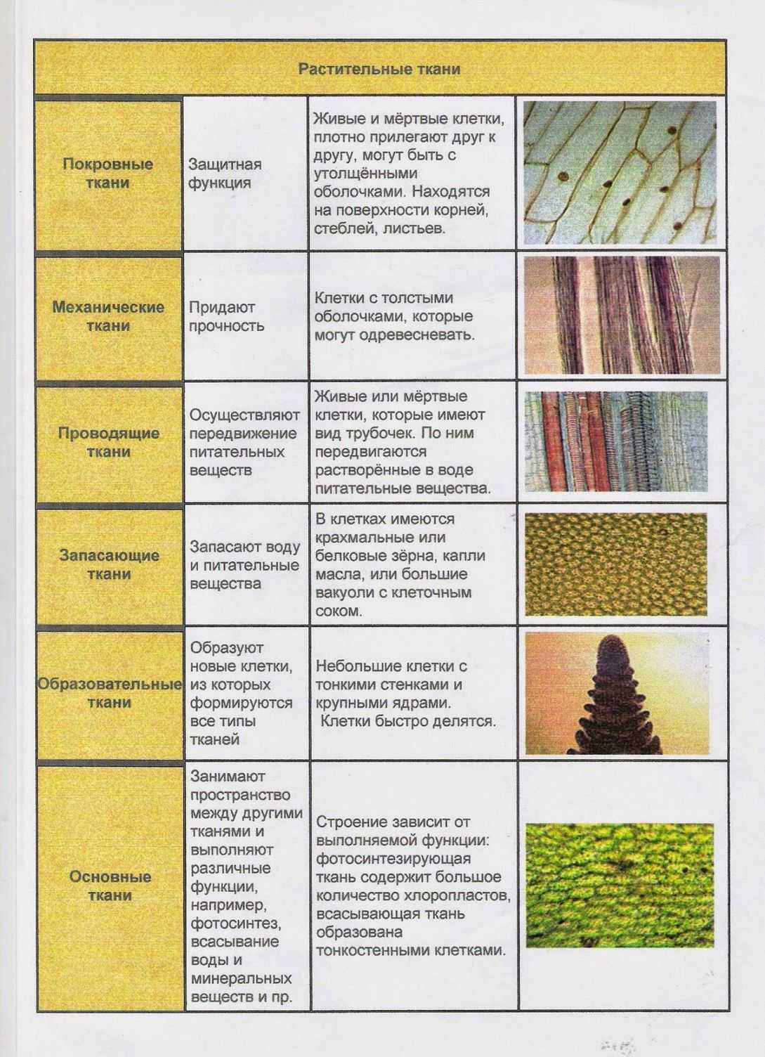 Ткани растений