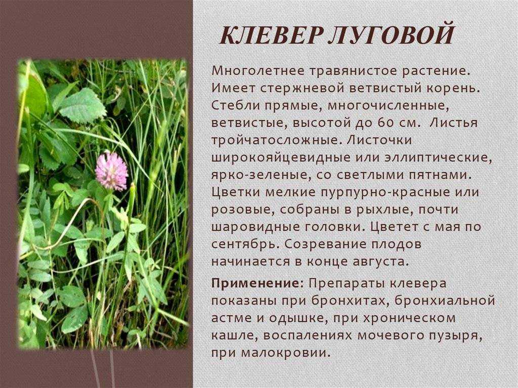 Клевер гибридный, или розовый, или шведский, или амория гибридная