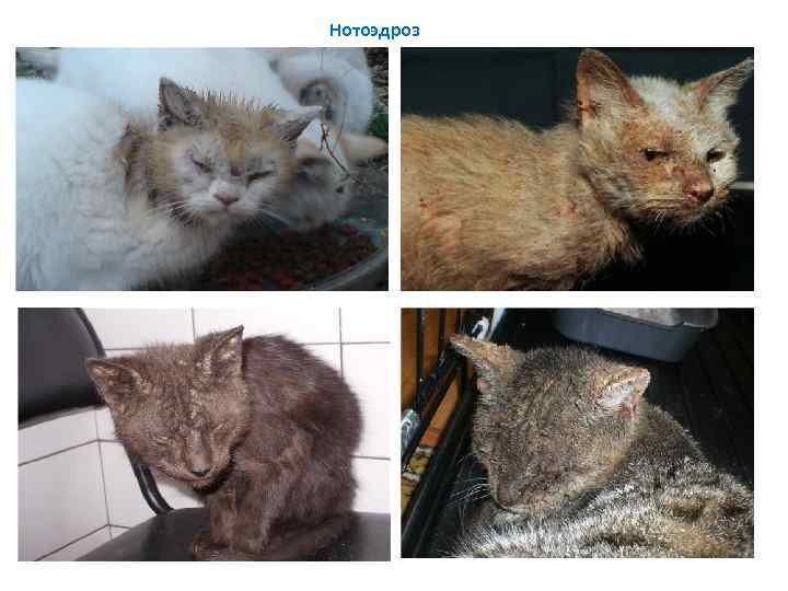 Нотоэдроз у кошек: симптомы фото и лечение в домашних условиях | любимый питомец