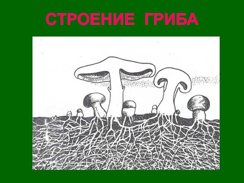 Таллом — энциклопедия руниверсалис