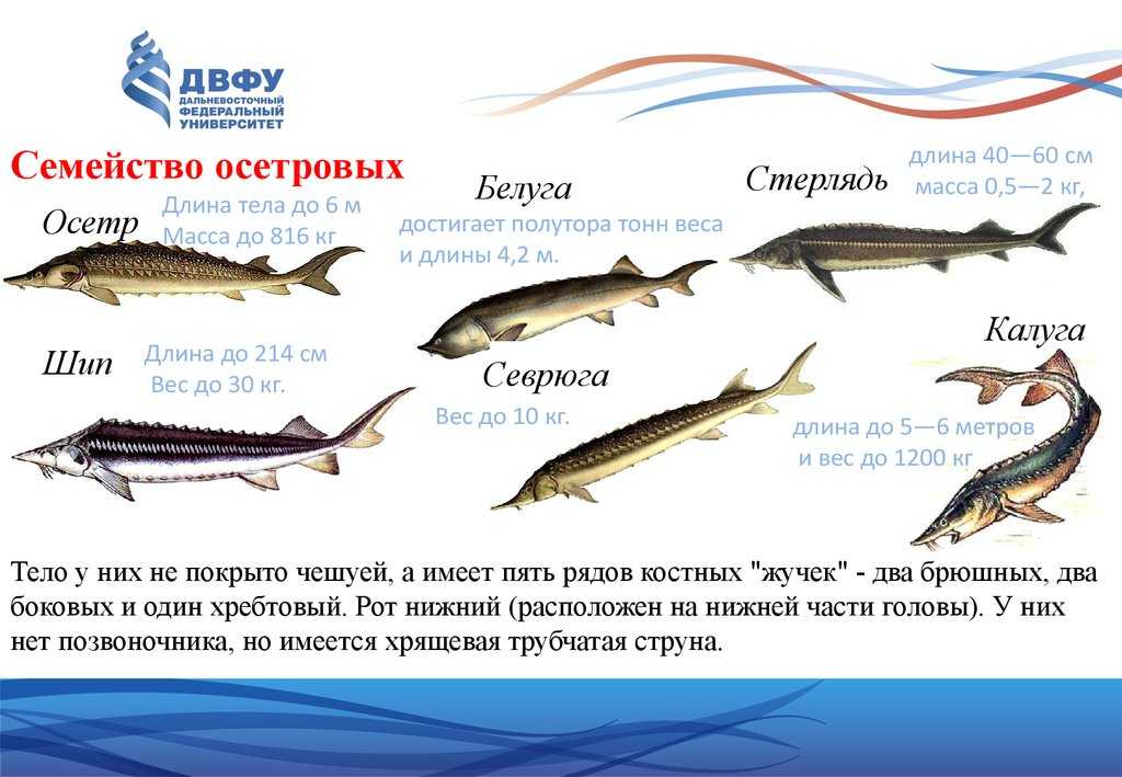 Осетр: рыба осетр фото и описание, нерест, способы ловли, образ жизни, приманки, калорийность осетра, блюда