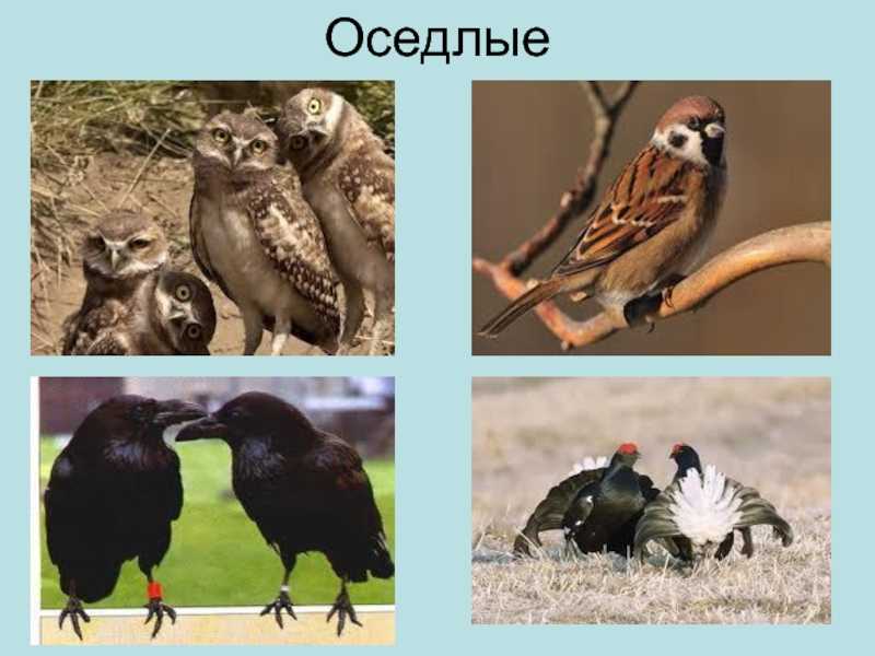 Этологическая структура популяций животных - чернова н.м., былова а.м. общая экология. учебник