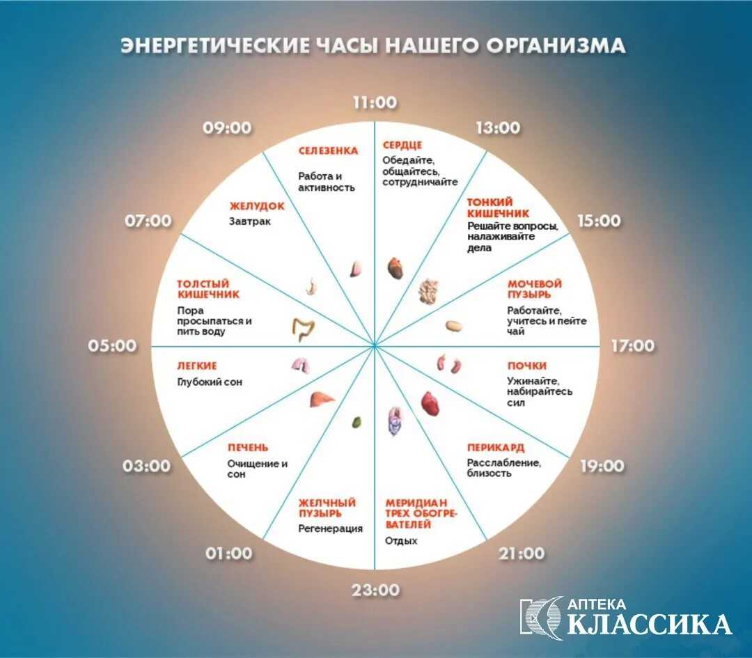 Биоритмы: у каждого свои или всё же это самообман? • блог