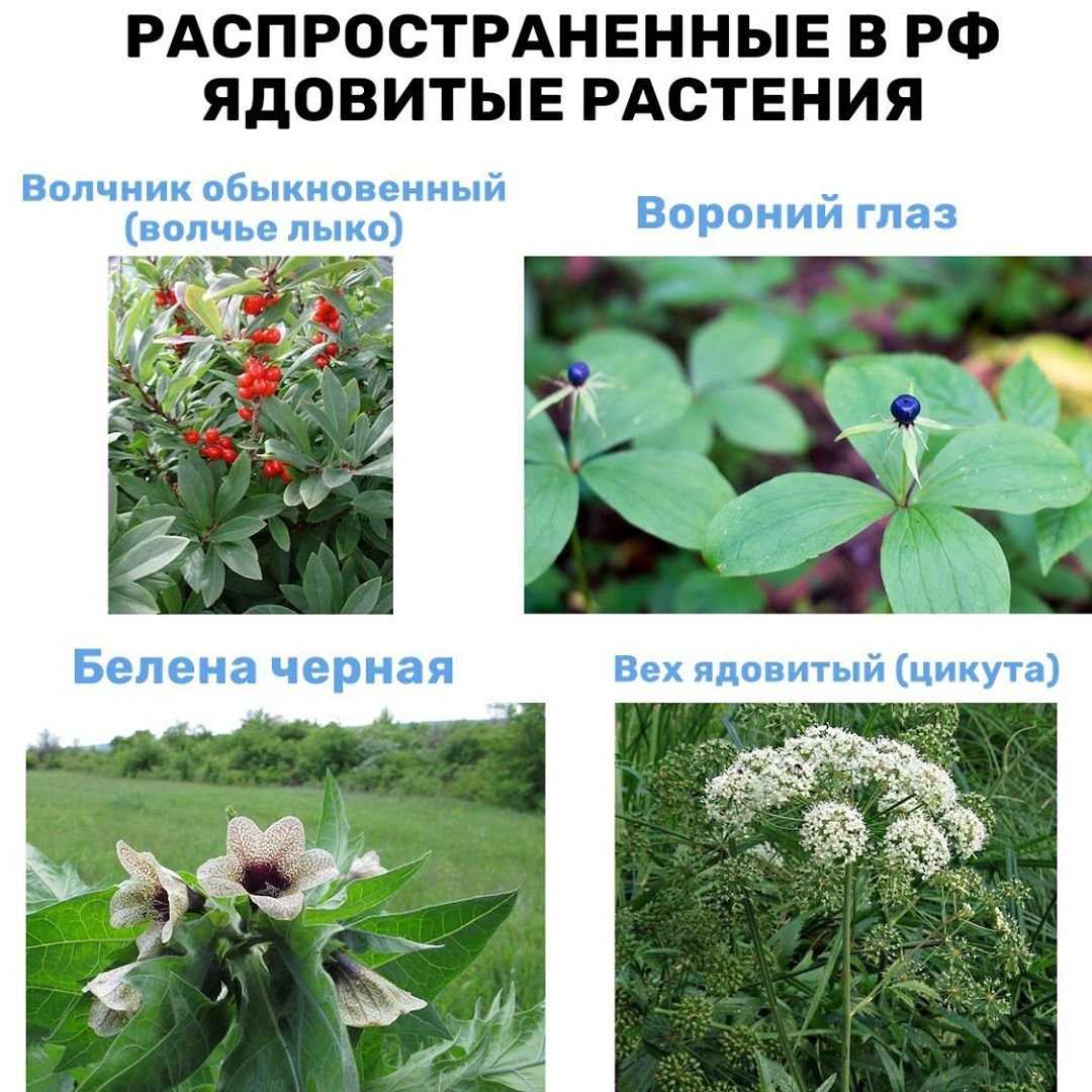 Методы борьбы с опасным карантинным растением - амброзия - официальный сайт администрации цимлянского района ростовской области