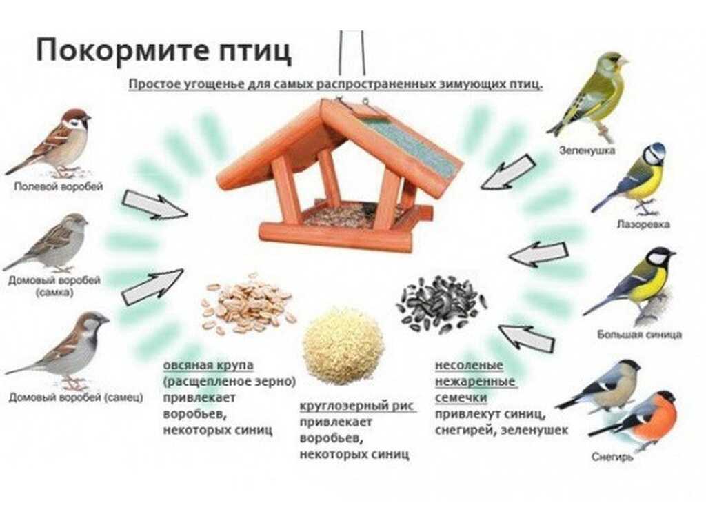 Полезные птицы и насекомые